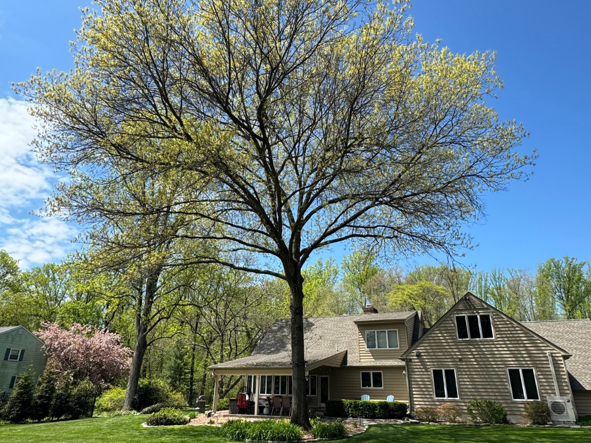 how to revive a trees health