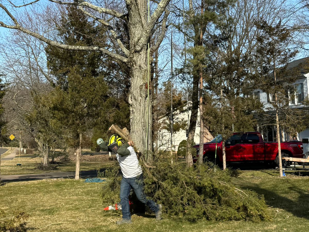 do I need to cut down my tree