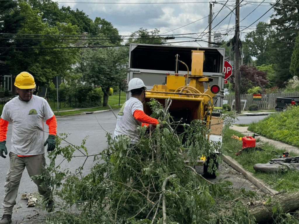 tree removal service near me